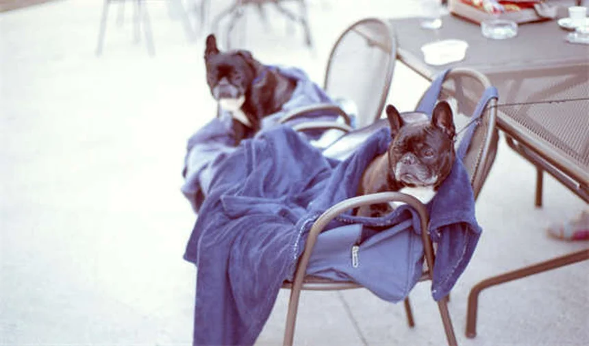 Tesla's Robotaxi Revolution: Why Investors Are Betting Big Despite Earnings Dip